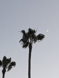 Crescent and Palms — photograph by Eric Jourgensen