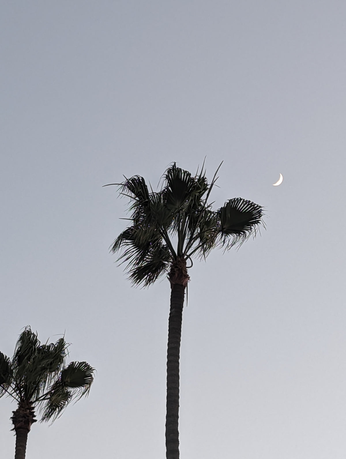 Crescent and Palms — photograph by Eric Jourgensen