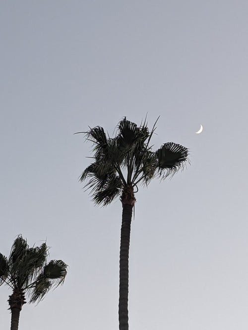 Crescent and Palms — photograph by Eric Jourgensen