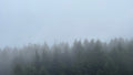 Fading Tree Line — Coming soon