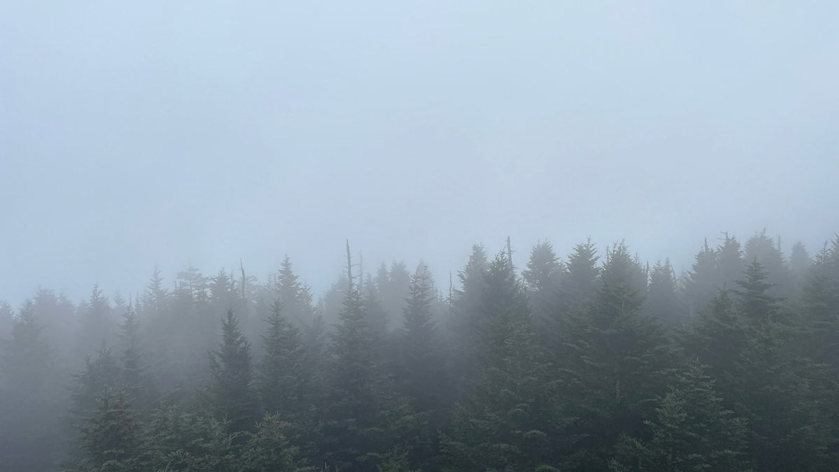 Fading Tree Line — Coming soon